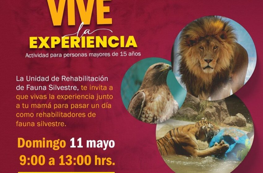  La Unidad de Rehabilitación de Fauna Silvestre invita a las mamás de Pachuca a pasar un día como rehabilitadores de fauna silvestre
