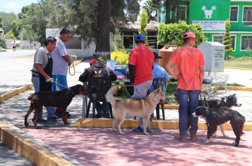  Campaña de vacunación antirrábica: proteger a las mascotas es proteger a las familias